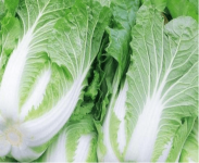 大白菜和乌菜有什么区别?教你几招区分大白菜和乌菜!