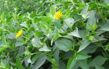 菊芋怎么种植?教你轻松掌握种植技巧!