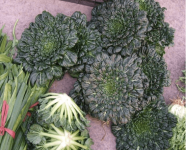 吃乌菜真能减肥吗?教你用乌菜健康减肥的方法!