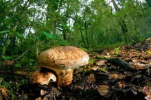 蘑菇中毒的症状是什么？原来要这样解救吃蘑菇中毒的人！
