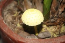 你知道蘑菇有哪些常见的种类吗？关于蘑菇种类的详细介绍！