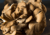 灰树花的地理分布介绍！灰树花的地域优势是什么？