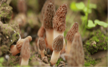 野生羊肚菌最新价格介绍!价格较前几年是否有所下降?