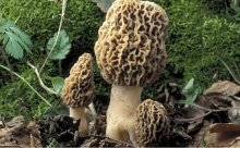 人工羊肚菌多少钱一斤?价格是否仍一路走高?
