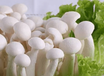 白玉菇的食用功效是什么？吃白玉菇有什么好处？
