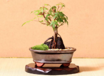 槭树盆景怎么过冬?槭树盆景安全过冬的一些小秘密这就带你一探究竟!