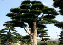 哪些地方适宜种植金丝楠木？带你了解金丝楠木的种植地区！