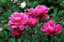 为什么说家里不能种植芍药?芍药这么美，你确定不养一盆？