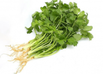 芫茜和芫荽有什么区别?教您快速了解芫荽的食用禁忌!