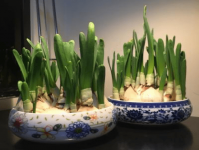 水仙花水养怎么选盆?水养水仙选盆是关键!