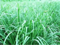生活中常见的香茅草有什么用途？香茅草多少钱一斤?