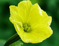 丝瓜花怎么吃？丝瓜花的药用价值介绍！