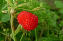 蛇莓是什么植物?蛇莓的功效与作用有哪些?