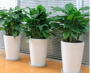 什么植物喜阳光又好养?三大盆栽植物养殖方法介绍！