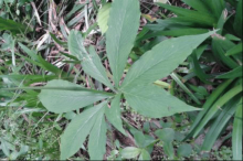 天南星可以吃吗?了解这些天南星的特性！正确使用天南星！