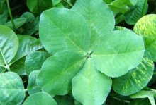 五叶草是不是倒霉草?你知道五叶草的价值吗?