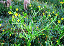 石龙芮是否有毒？看完这些以后服用石龙芮会更安全！