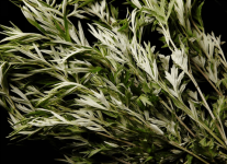 艾叶泡澡有什么好处？带你科学了解艾叶泡澡的功效！