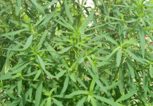 你知道扫帚菜的副作用是什么吗？扫帚菜怎么吃最健康？