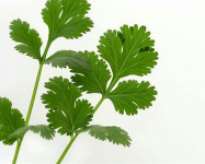 芫荽汤能清肾毒吗?如何发挥它的疗效?芫荽汤价值介绍！