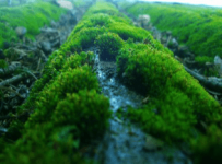 不开花的植物有哪些?你知道哪些适合在室内养吗?