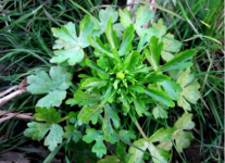 不清楚石龙芮的生长环境吗？石龙芮的生长地区及相关介绍！