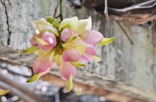 翡翠葛和禾雀花有什么区别?懂得这两点轻松分辨禾雀花与翡翠葛