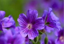 紫罗兰浪漫迷人是否吸引了你？在家也可以养殖紫罗兰！