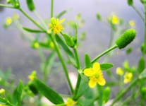 还不清楚石龙芮主要用于治疗什么病吗？石龙芮的功效与作用介绍！