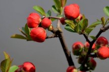 日本海棠花怎么种植？日本海棠花的种植方法介绍！