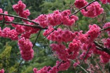 日本海棠花的花期是什么时候？原来它开在最美丽的季节！