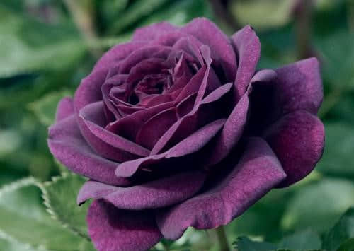 u=3083978627,2672136919&fm=26&gp=0.jpg u=3083978627,2672136919&fm=26&gp=0.jpg
