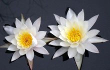白睡莲竟然可以护肤?用白睡莲护肤美颜天然健康效果显著！