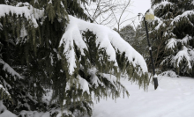 雪松多少钱一棵?摆放雪松需要注意什么？