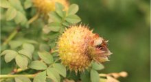 野刺梨多少钱一斤？最全面的价格情况在这里！值得收藏的野刺梨价格清单！