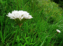 山韭菜和野韭菜有什么区别?山韭菜和野韭菜的关系大揭秘!