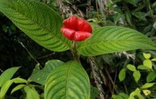 你知道嘴唇花生长在哪儿吗?怎么种出美丽的嘴唇花?
