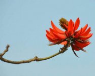 龙牙花和刺桐有什么区别？龙牙花和刺桐是一个东西吗？它们到底长什么样子？