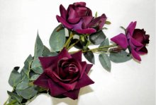 路易十四玫瑰花的花语和传说是什么？它的花语和传说比花更美