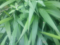 淡竹叶的根有什么作用?这些作用你一定要知道!