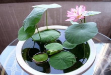 碗莲可以用沙子养吗?这样才能让碗莲茁壮成长!  