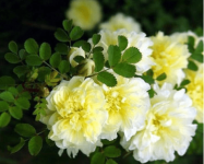 木香花有毒吗?木香花要怎么防止病虫害?