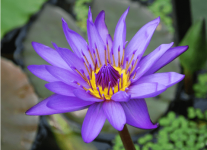 睡火莲的花语及象征意义是什么？原来睡火莲的花语这么神秘浪漫！
