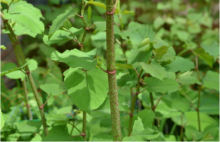 虎杖该如何种植呢?教你虎杖种植的方法与技巧!