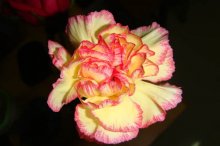 送老师什么花好?这些花朵又有着什么样的寓意呢?