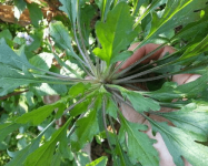 地菜的做法大全！美味的地菜饺子的做法介绍！