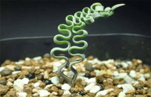 弹簧草什么时候换盆比较合适?弹簧草的病虫害防治方法介绍！