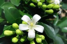 九里香种子种植方法是什么？只要这样种你的九里香就会常绿！