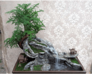 澳洲杉一般多少钱?澳洲杉市场价格介绍!