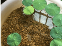 碗莲可以不用泥吗?这样种植真的没有问题吗?